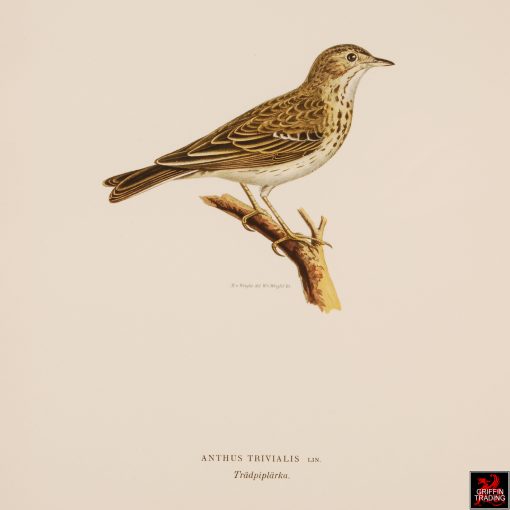 Collection of Antique Chromolithograph Bird Prints
