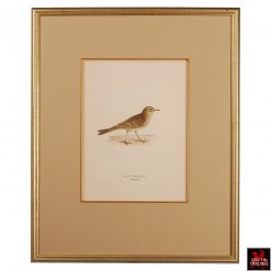 Collection of Chromolithograph Antique Bird Prints