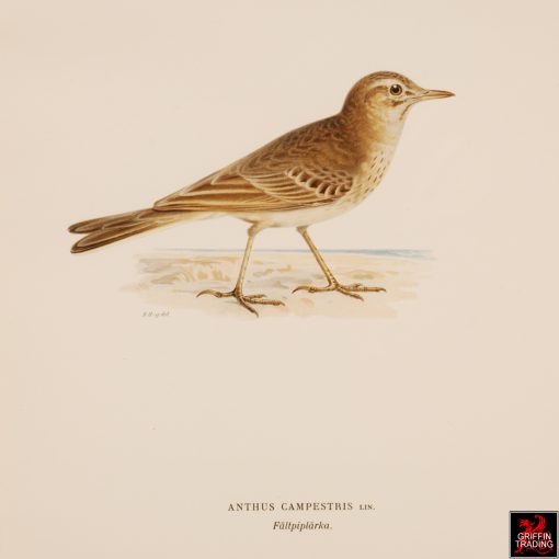 Collection of Chromolithograph Antique Bird Prints