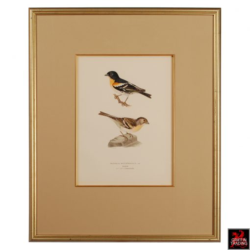 Collection of Chromolithograph Antique Bird Prints