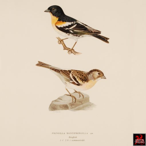 Collection of Chromolithograph Antique Bird Prints