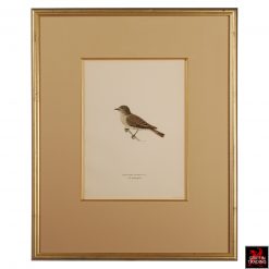 Collection of Chromolithograph Antique Bird Prints