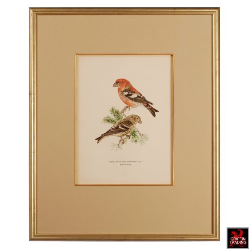 Collection of Chromolithograph Antique Bird Prints