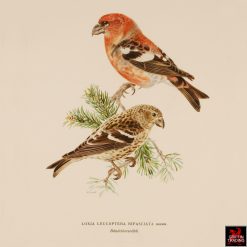 Collection of Chromolithograph Antique Bird Prints