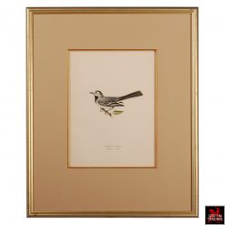 Collection of Chromolithograph Antique Bird Prints