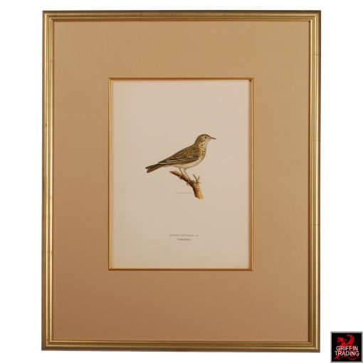 Collection of Chromolithograph Antique Bird Prints