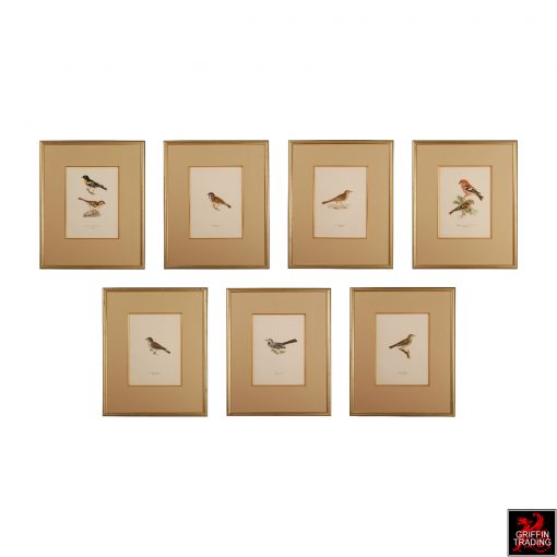 Collection of Chromolithograph Antique Bird Prints