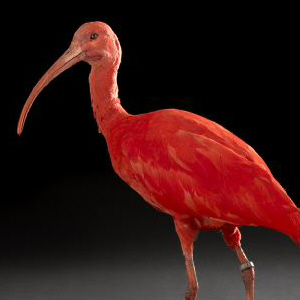 COOL STUFF Taxidermy