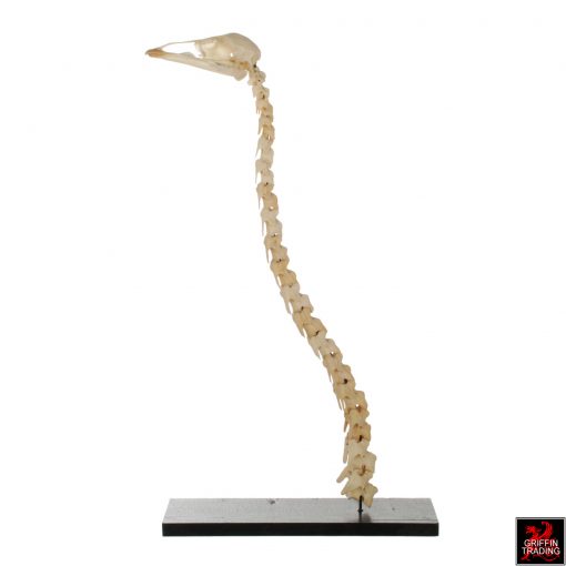 Emu Skeleton Skull and Neck