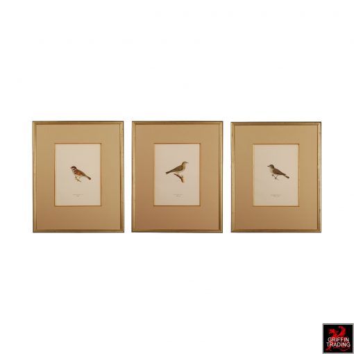 Set of 3 Chromolithograph antique bird prints.