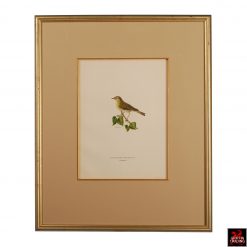 Collection of Antique Chromolithograph Bird Prints