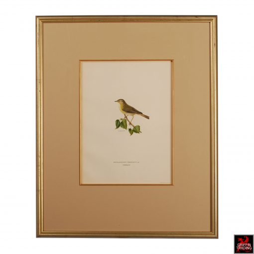 Collection of Antique Chromolithograph Bird Prints