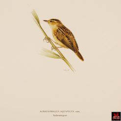 Collection of Antique Chromolithograph Bird Prints