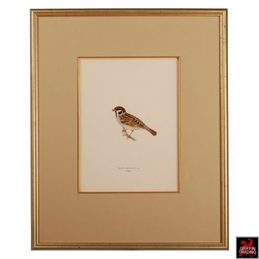 Collection of Chromolithograph Antique Bird Prints