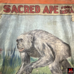 This is a hand-painted 1940s circus sideshow banner advertising a 'Sacred Ape from India,' a genuine piece of vintage Americana used to attract visitors to carnival midways.