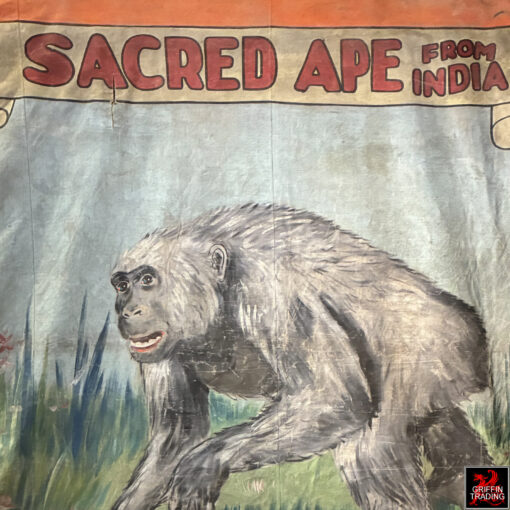 This is a hand-painted 1940s circus sideshow banner advertising a 'Sacred Ape from India,' a genuine piece of vintage Americana used to attract visitors to carnival midways.