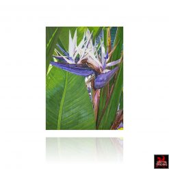 Bird Of Paradise Painting by Lisa Tennant